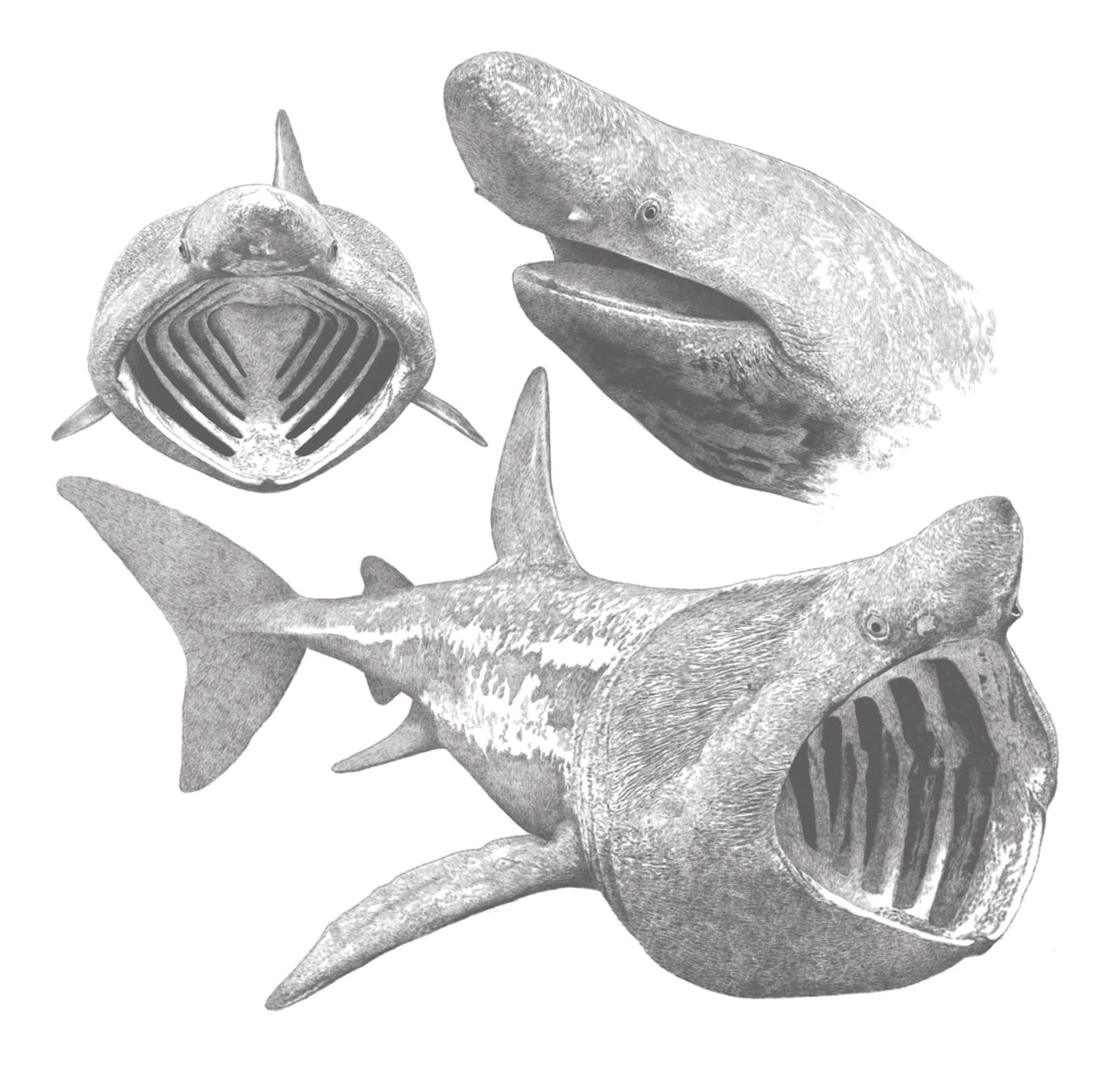 Bill Donohoe Illustrator Basking Shark