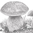 Mushroom Toadstools