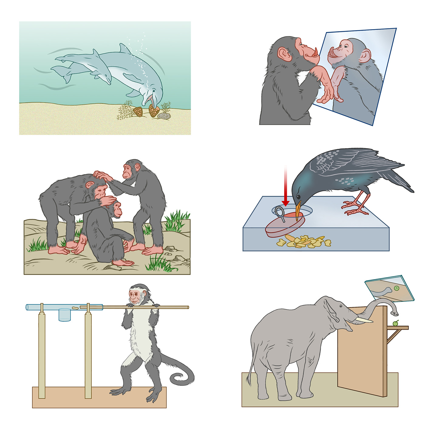 Bill Donohoe Illustrator Animal Behaviours